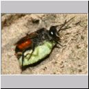 Astata boops - Wanzengrabwespe 22a 10mm beim Nesteintrag am Fusse einer Steilwand in Wallenhorst.jpg